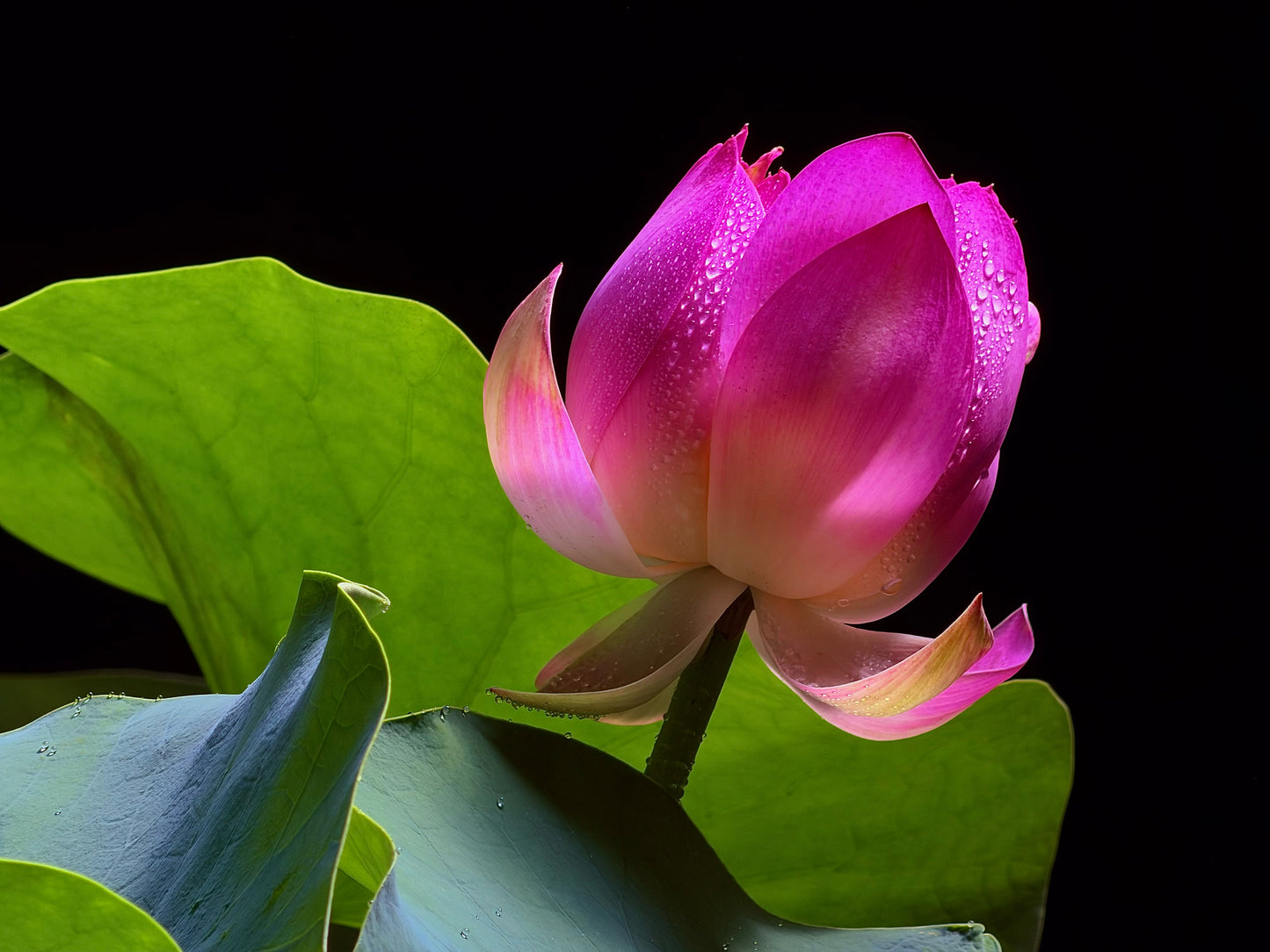 IPHONE 17 PRO | 256 GB | YURTDIŞI